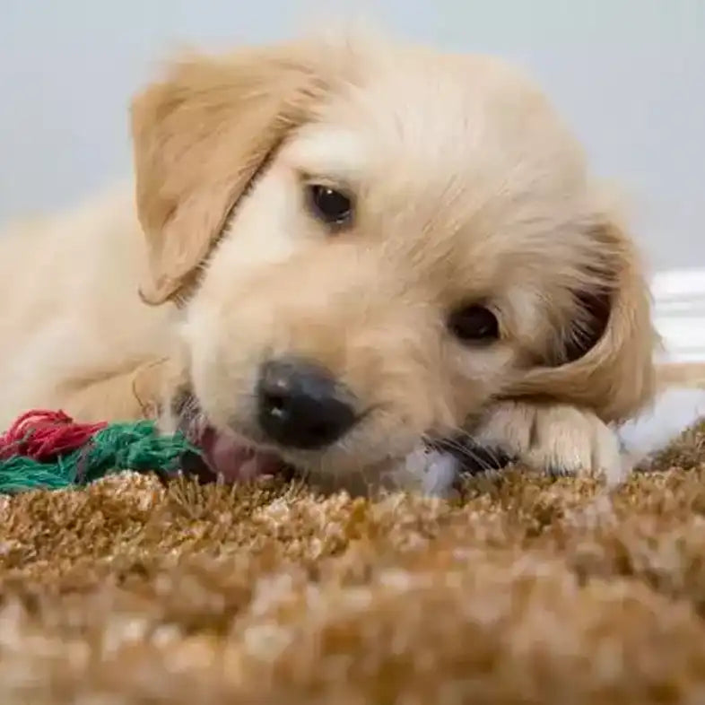 dog teeth bleeding chew toy