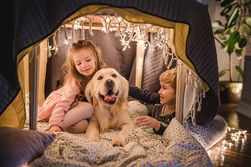 How To Train Your Dog To Sleep In A Tent