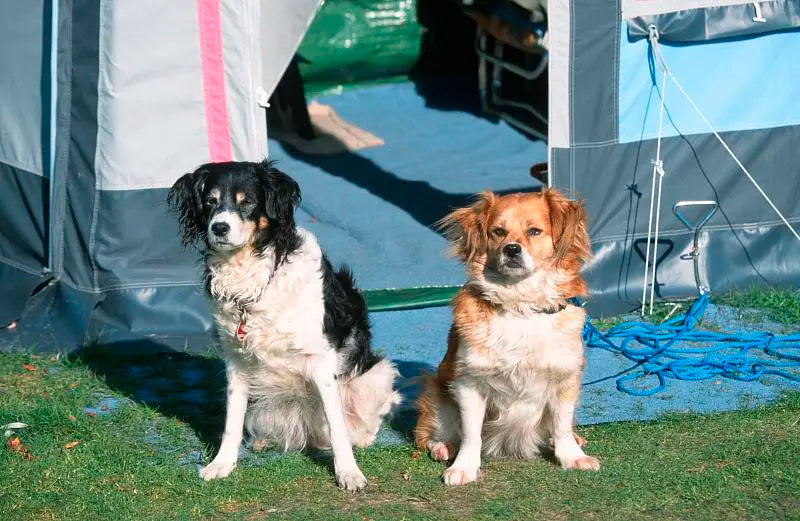 How Can I Calm My Dog Down In A Tent?