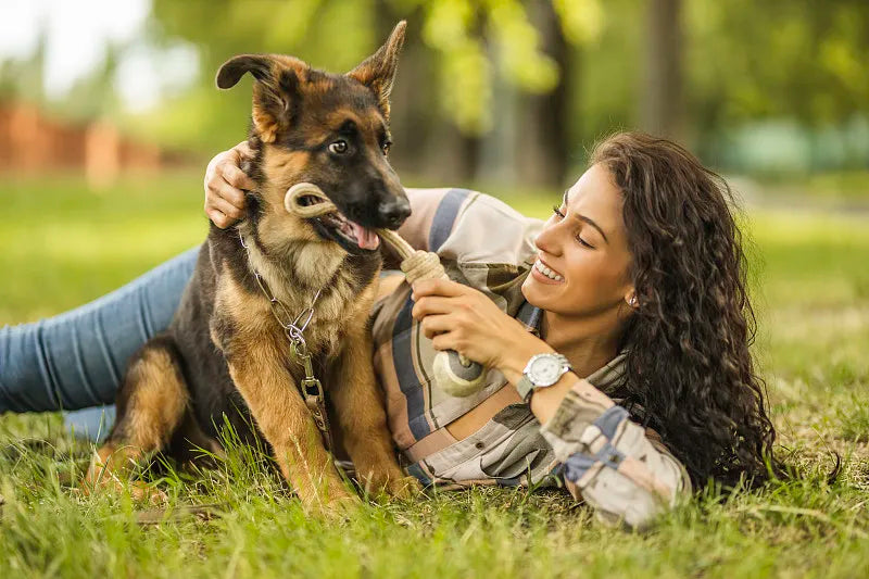 How Long Should a Dog Toy Really Last? The Truth No One Talks About