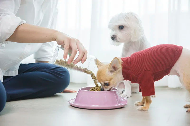 Are Stainless Steel Pet Bowls Safe?