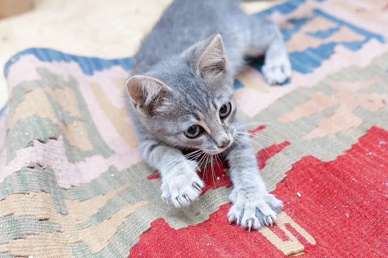 Why Do Cats Scratch Mats?