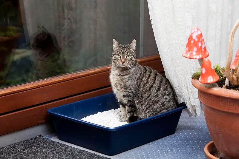 How Often Should You Scoop Cat Litter?