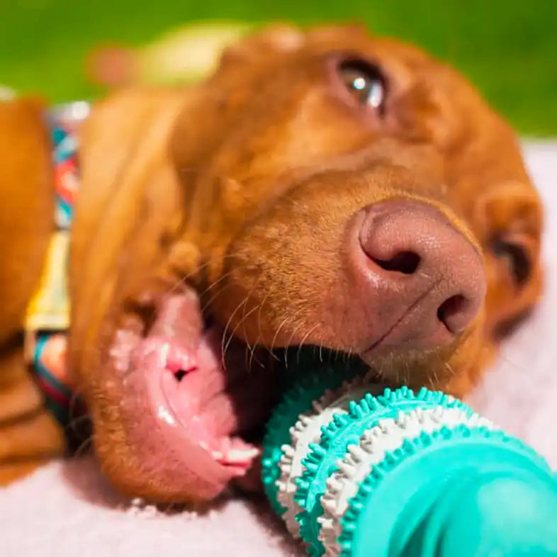 How to Clean Dog Chew Toys: A Comprehensive Guide