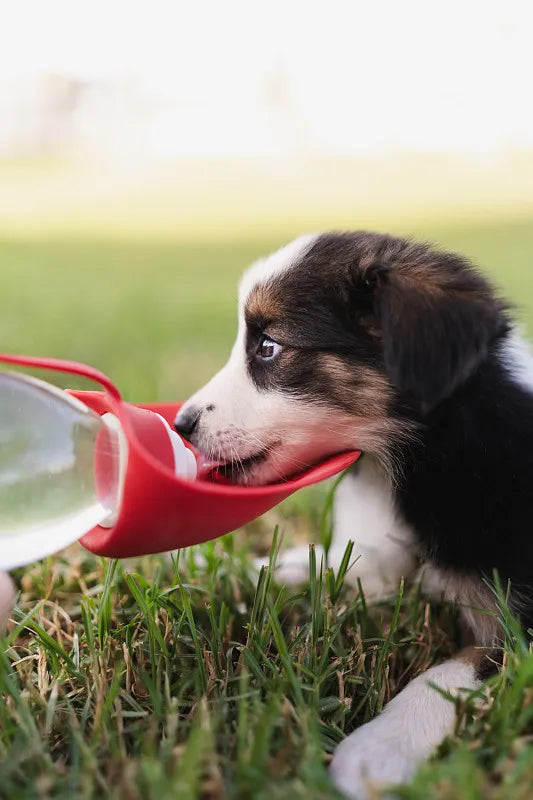 How to Clean Pet Water Bottle: Keep Your Dog Hydrated and Healthy