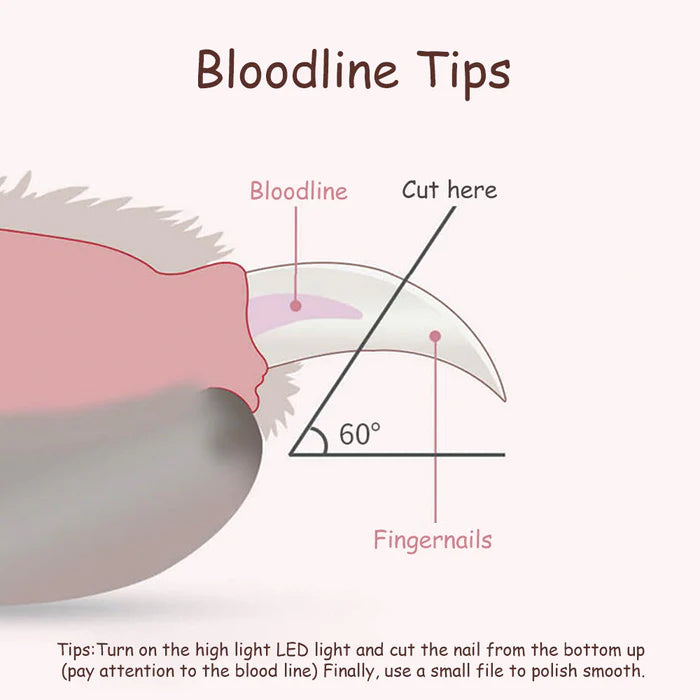 How to Safely Trim Your Cat's Nails with Clippers