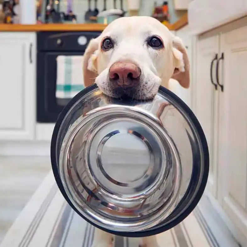 How to Disinfect Pet Bowls: A Complete Guide