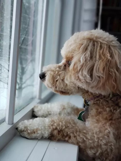 Indoor dog looking out the window at snow, highlighting winter indoor boredom