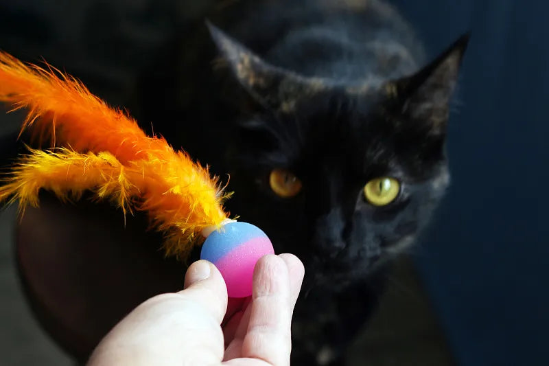 What Are The Best Interactive Cat Toys?