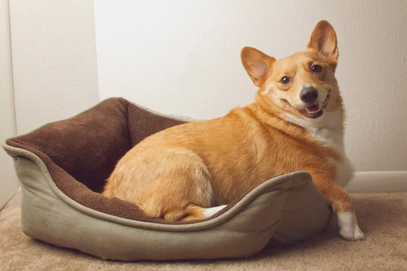 what is the best dog bed for large dogs