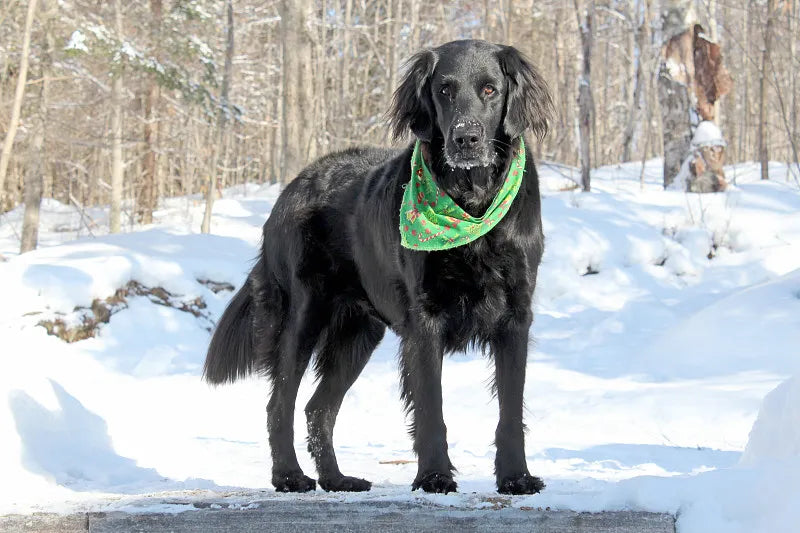 How Should Dogs Wear Bandanas?