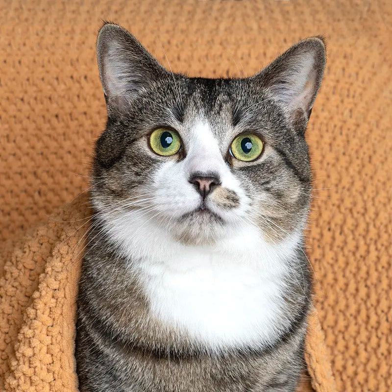 How to Get Pet Hair Out of Blankets: A Comprehensive Guide