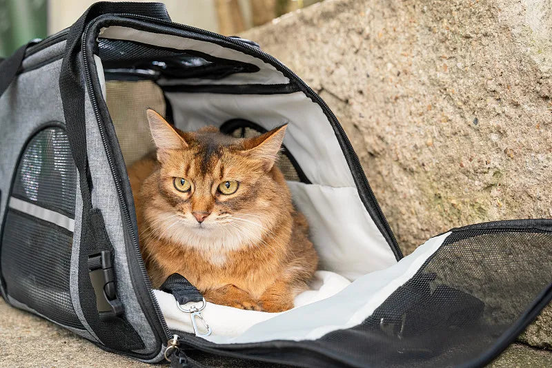 How to Calm an Anxious Dog or Cat in a Pet Carrier Backpack?
