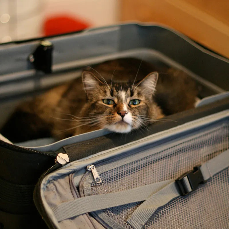 How to Calm a Cat in a Carrier: Tips for a Stress-Free Journey