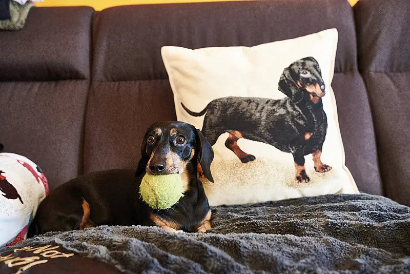 Why Every Pet Parent Needs a Custom Pet Pillow: The Comfort You Didn’t Know You Needed