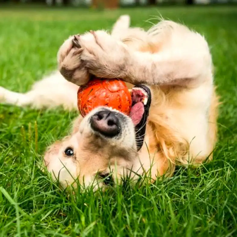 top interactive dog toys