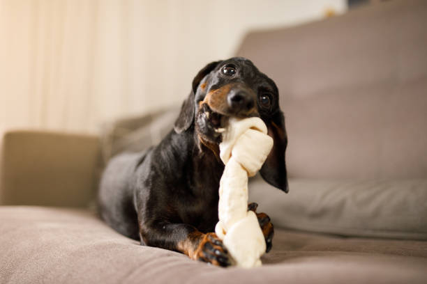 Why Do Dogs Nibble on Toys?