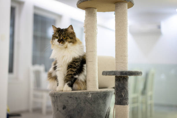 How to Get Your Cat to Use a Cat Tree