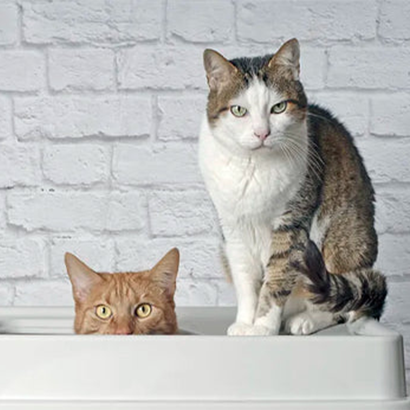 Can Two Cats Share a Litter Box？