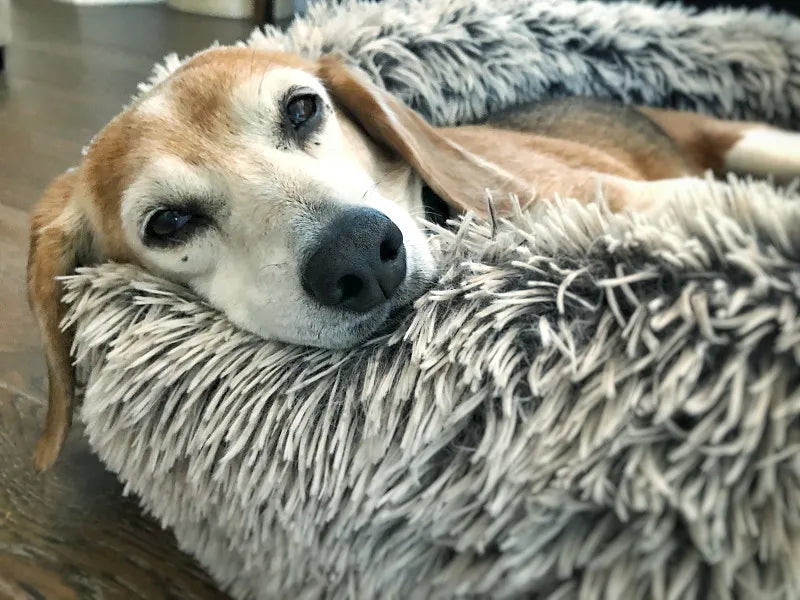 How to Choose the Perfect Winter Dog Bed for Ultimate Warmth and Comfort?