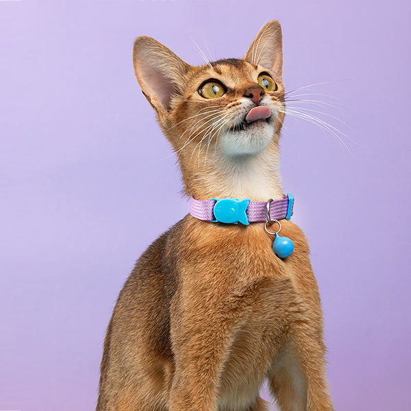 Candy-Colored Soft Cat Collars