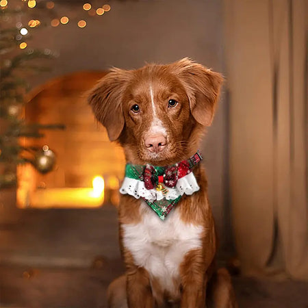 Christmas Series Cat Bow Tie & Scarf