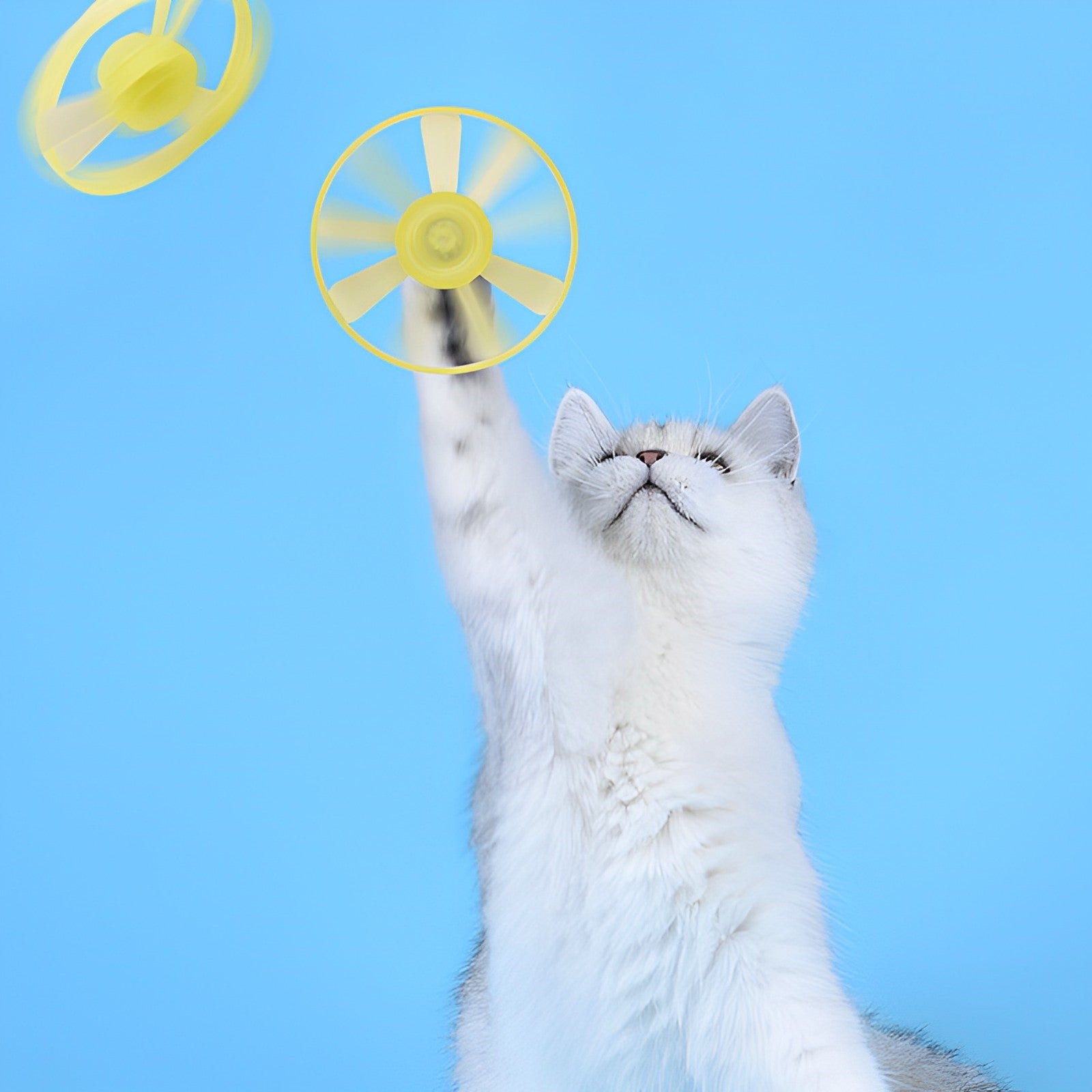 Four Color Frisbee Lovepetin | Four-color Catapult Frisbee