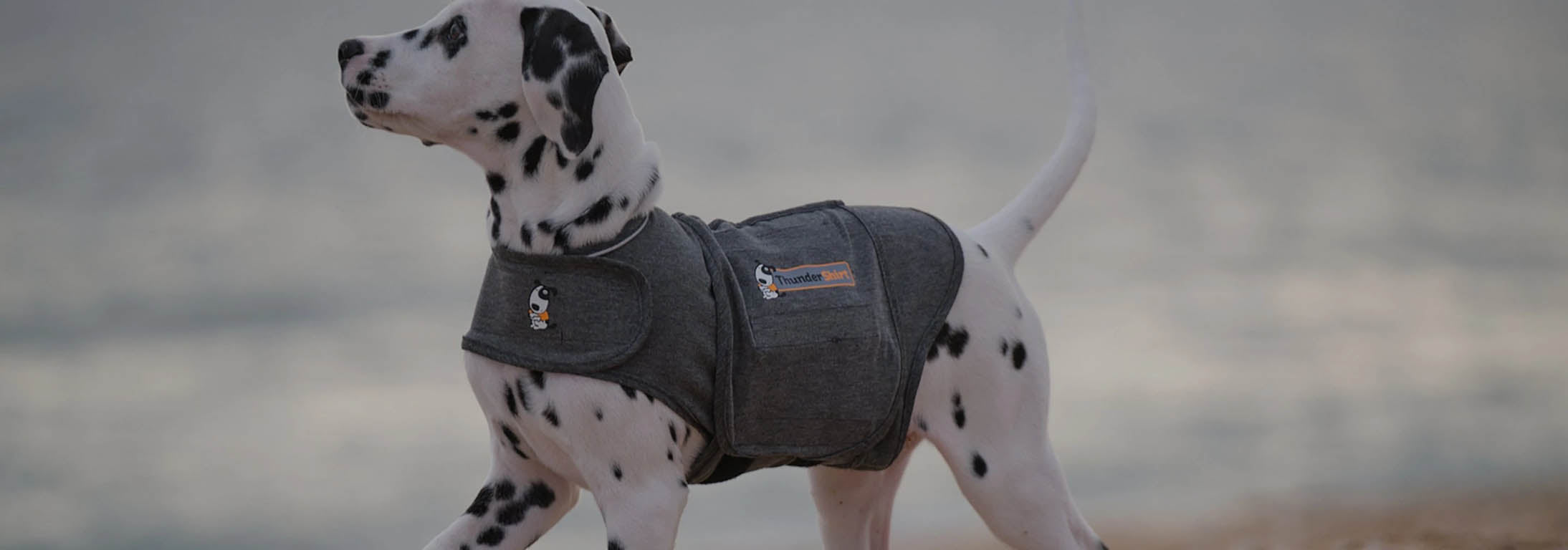What are thunder shirts for dogs?