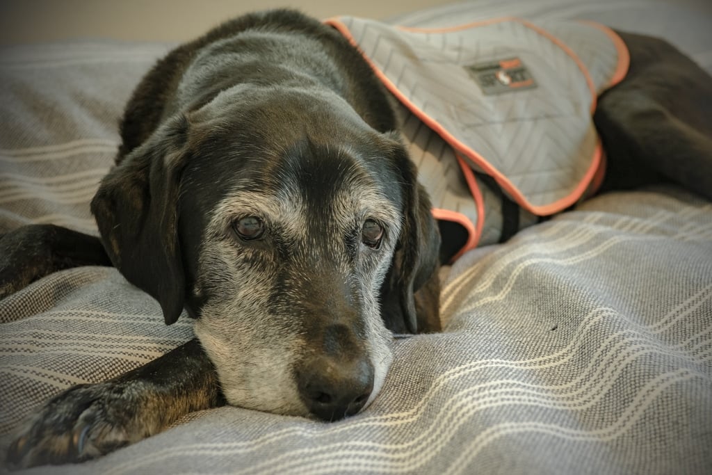 What are thunder shirts for dogs?