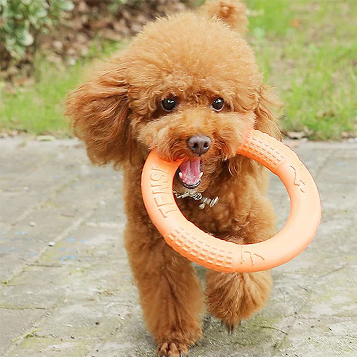 Introducing our Latex Ring Dog Chew Toy! 🐾 Made with durable latex, it's perfect for your pup's chewing needs. Designed to withstand vigorous play, keeping your furry friend entertained and promoting dental health.