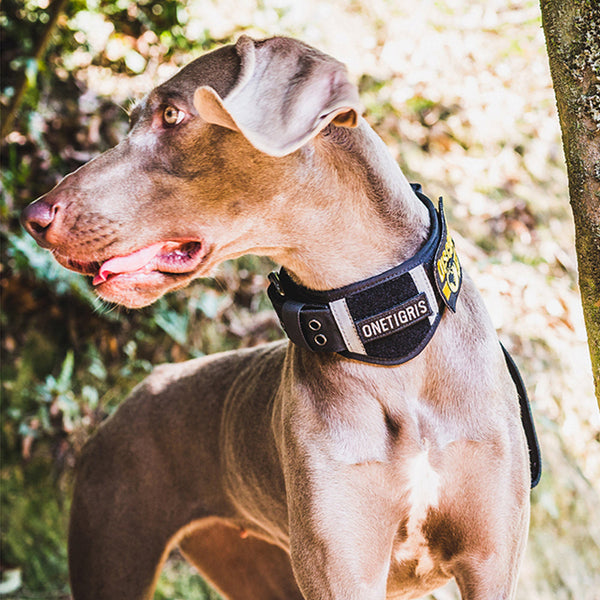 Adjustable Nylon Webbing Padded Dog Collar petin