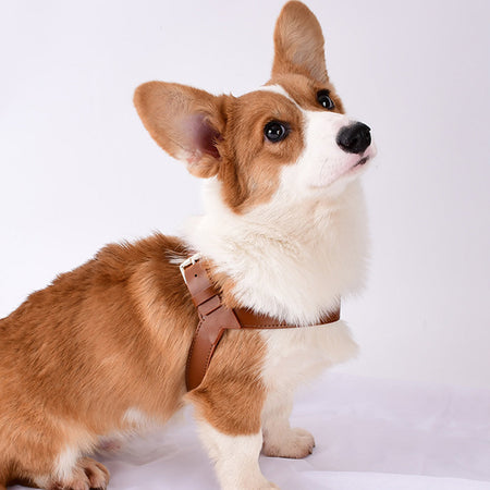 Adjustable and Washable Eco Leather Dog Harnesses petin