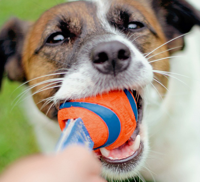 Bite Resistant Rubber Dog Ball Toys petin