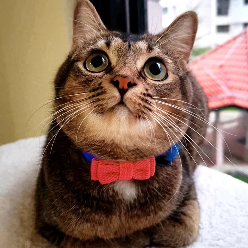 Blue and Red Collision Color Cat Safety Collars 1