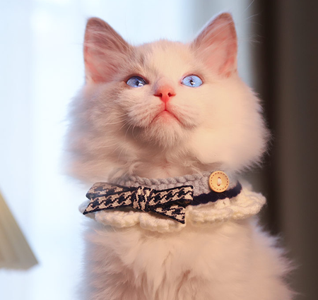 Bowknot Handmade Cat Knitted Collar petin