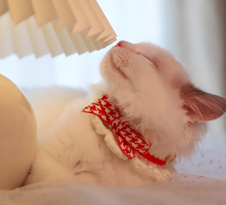 Bowknot Handmade Cat Knitted Collar petin