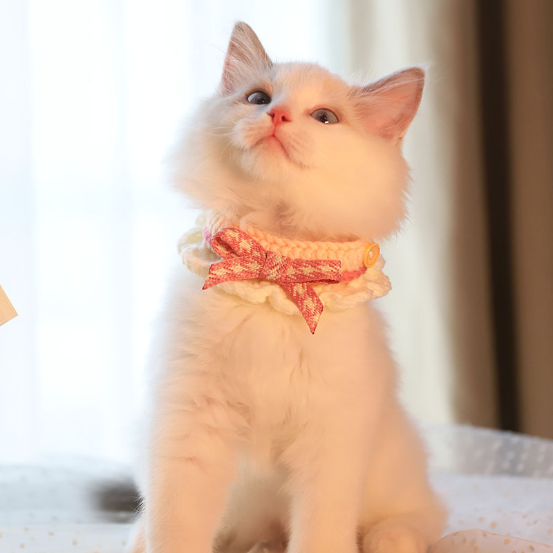 Bowknot Handmade Cat Knitted Collar petin