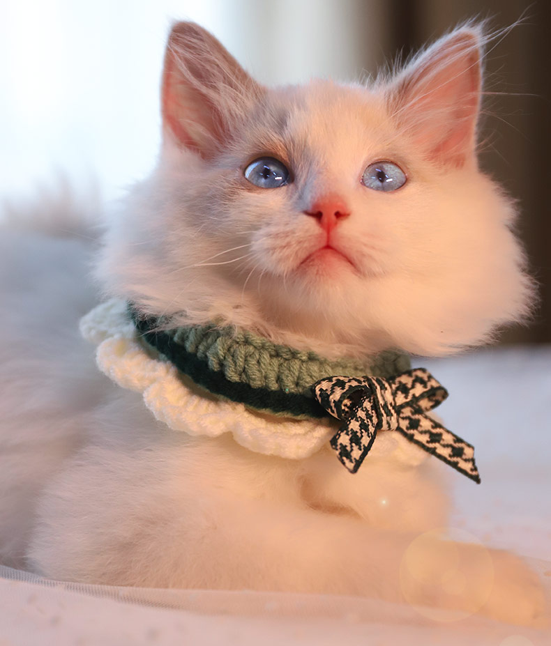 Bowknot Handmade Cat Knitted Collar petin