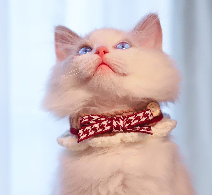 Bowknot Handmade Cat Knitted Collar petin