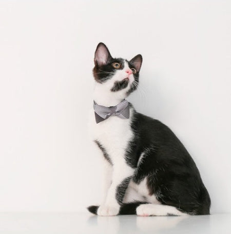 Colorful Abstract Style Cat Bow Tie petin