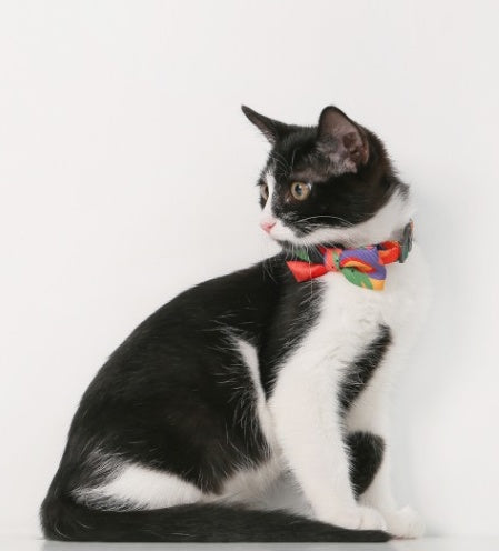 Colorful Abstract Style Cat Bow Tie petin