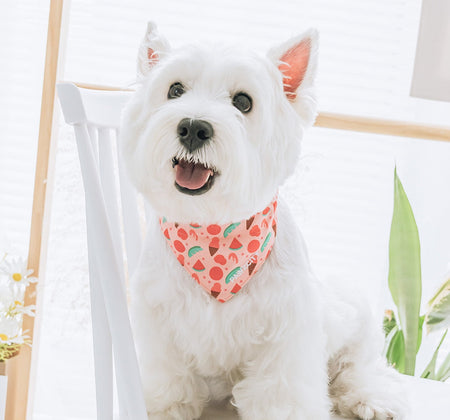 Colorful Fruit Dog Bandana petin