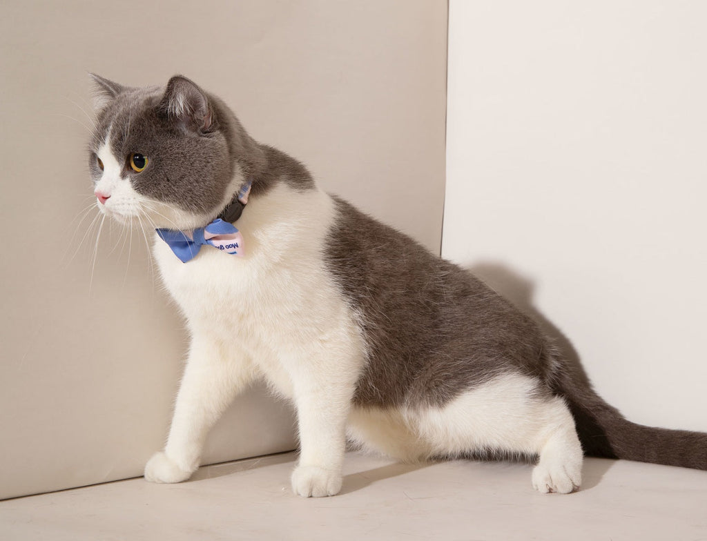 Colorful Trendy Anti-suffocation Cat Bow Tie petin