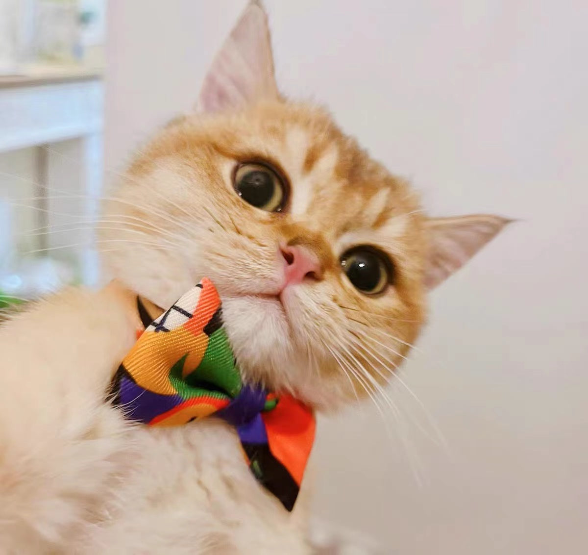 Pet Supplies,Pet Stores | Lovepetin.com