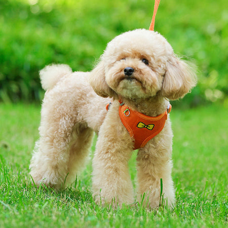 Cute Embroidered Ultralight Dog Harnesses petin