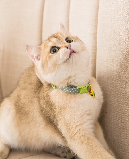 Cute Printed Cat Collar with Bells petin