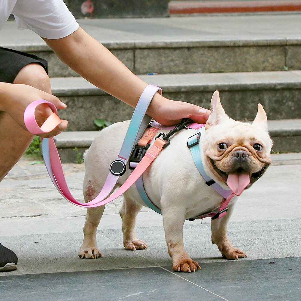 Dog Collar And Leash Set