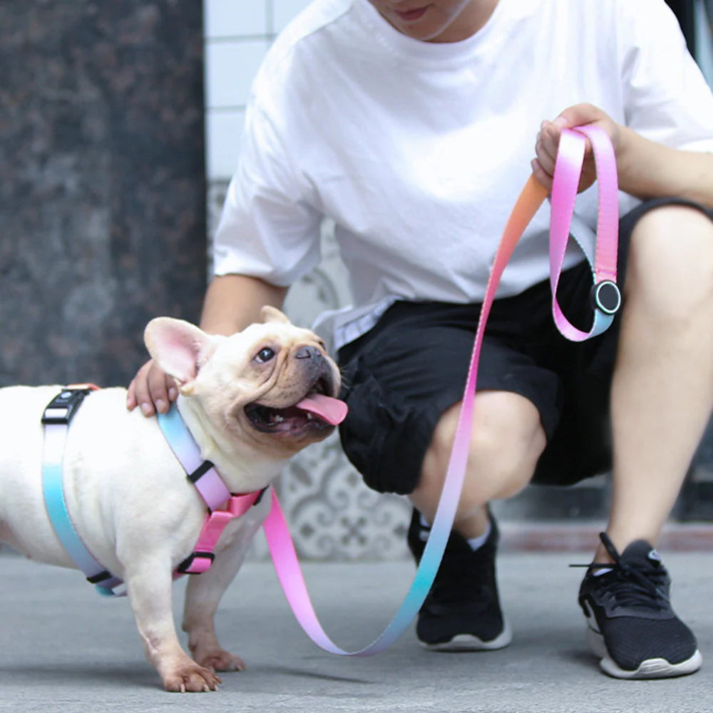 Dog Collar And Leash Set