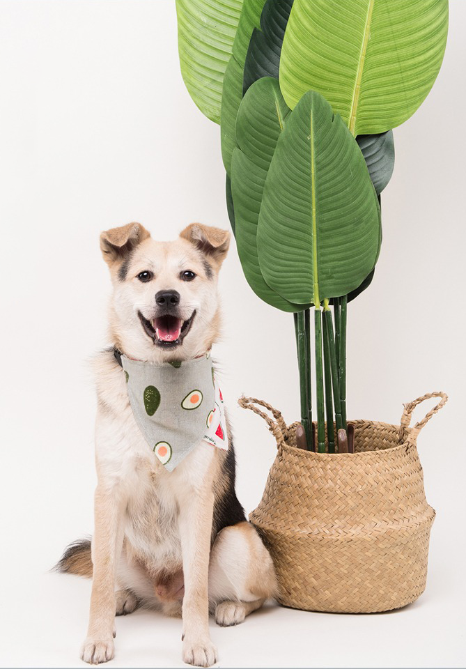 Double-sided Cotton and Linen Printed Dog Bandana petin