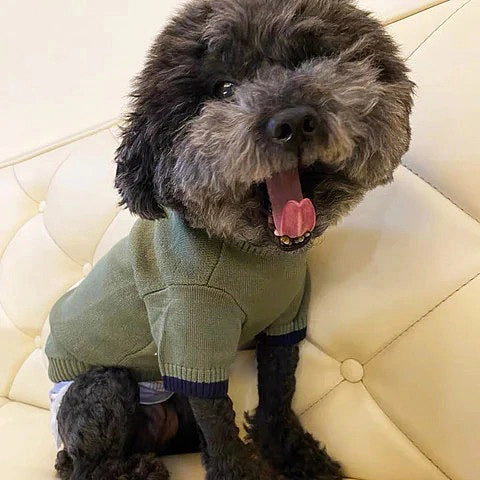 Fashion Dog Sweater 7